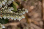 Mountain fetterbush